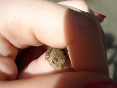 Pelophylax ridibundus