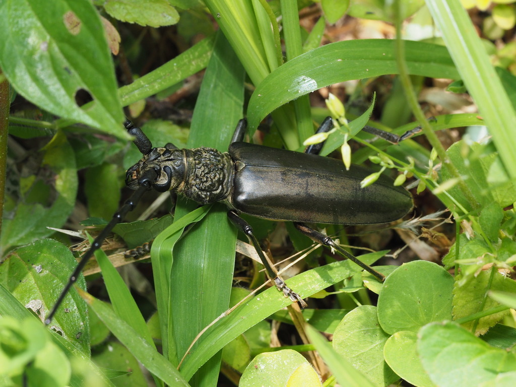 Nadezhdiella cantori