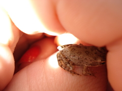 Pelophylax ridibundus