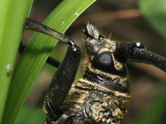 Nadezhdiella cantori