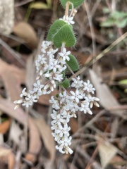 Leucopogon amplexicaulis