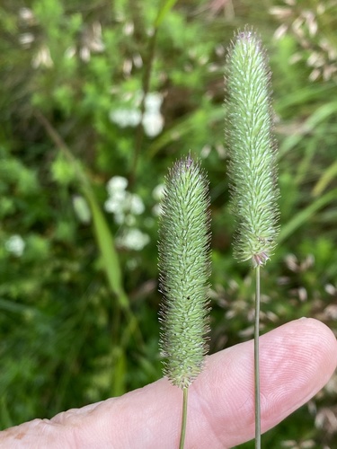 timotejka lúčna (Phleum pratense)