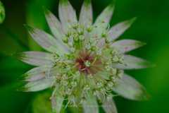 Astrantia major