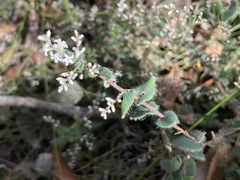 Leucopogon amplexicaulis