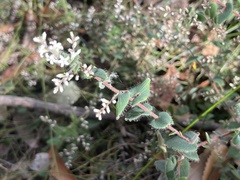 Leucopogon amplexicaulis