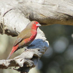 Lagonosticta rubricata