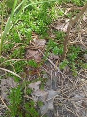 Pyxidanthera barbulata