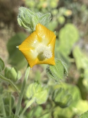 Abutilon auritum