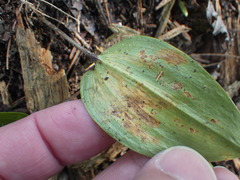 Liriomyza smilacinae