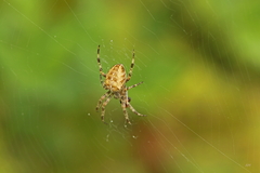 Araneus diadematus