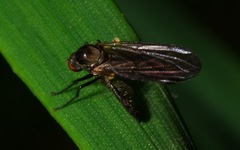 Hybotinae