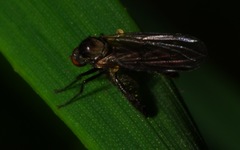 Hybotinae