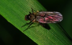 Hybotinae