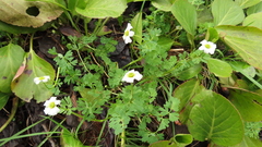 Callianthemum sajanense