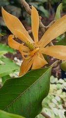 Magnolia champaca