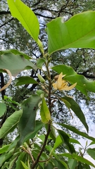 Magnolia champaca