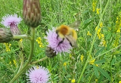 Bombus pascuorum