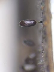 Comatricha pulchelloides