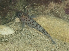 Thorogobius ephippiatus