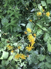Crepis paludosa