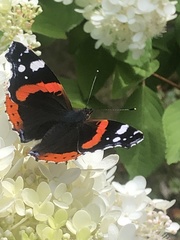 Vanessa atalanta