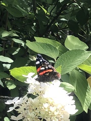 Vanessa atalanta