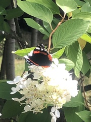 Vanessa atalanta