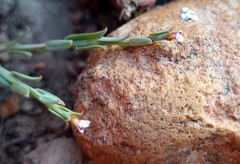 Muraltia muraltioides