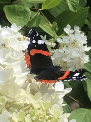 Vanessa atalanta