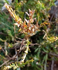 Muraltia muraltioides