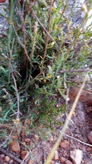 Muraltia muraltioides