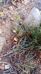 Muraltia muraltioides