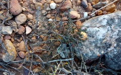 Muraltia muraltioides