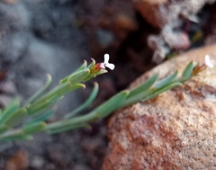 Muraltia muraltioides