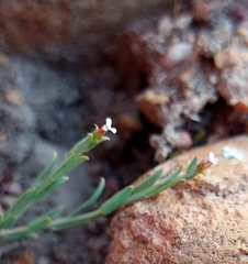Muraltia muraltioides