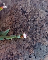 Muraltia muraltioides