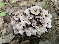 Thelephora penicillata