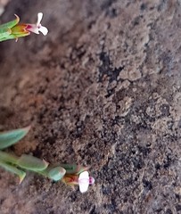 Muraltia muraltioides