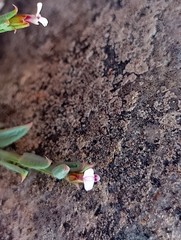 Muraltia muraltioides