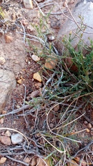 Muraltia muraltioides