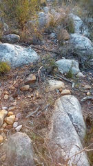 Muraltia muraltioides