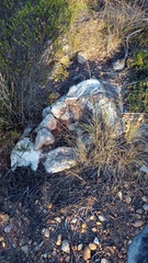 Muraltia muraltioides