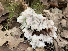 Thelephora penicillata