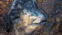 Muraltia muraltioides