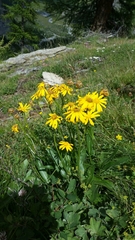 Senecio doronicum