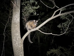 Trichosurus vulpecula fuliginosus