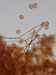 Comatricha pulchelloides