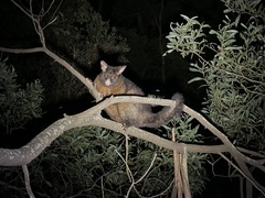 Trichosurus vulpecula fuliginosus