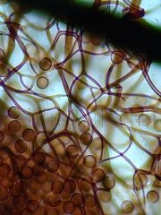 Comatricha pulchelloides