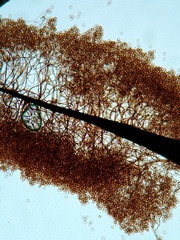 Comatricha pulchelloides